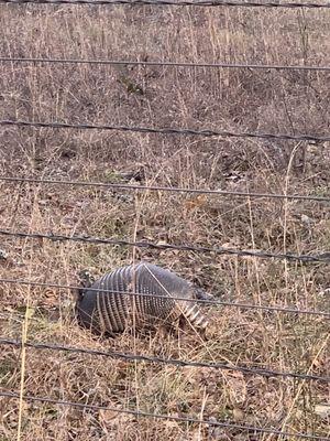 Armadillo on hiking trail