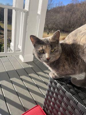 Friendly and cuddly outdoor cat, Birdie