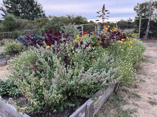 A cut flower and herb garden bed I installed for a happy client.