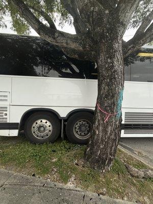 Bus into the tree on the way there.