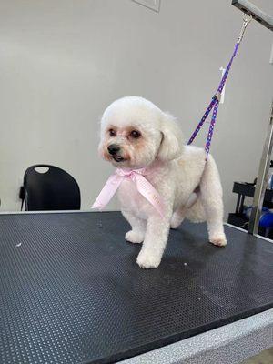 Best pet groomer in Rosemead, ca