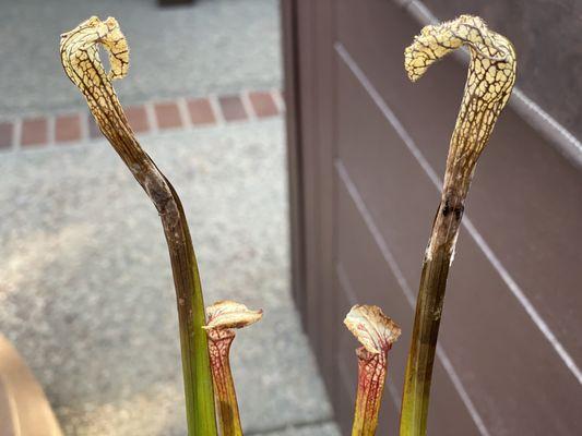 These plants were crushed in the shipping process. Where their necks were cracked, they turned black, and a fuzzy matter grew on them.