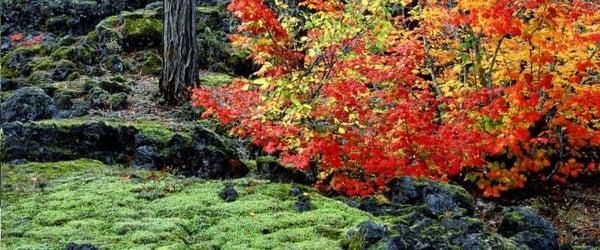 Fall Colors are second only to New England