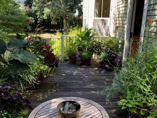 Tall verbena, canna, purple salvia, silver fleece, ornamental grasses, black and blue salvia, yellow bells (perennial), sweet potato vine