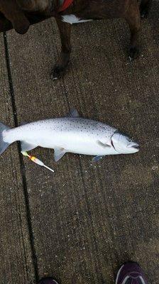 Great spring trout