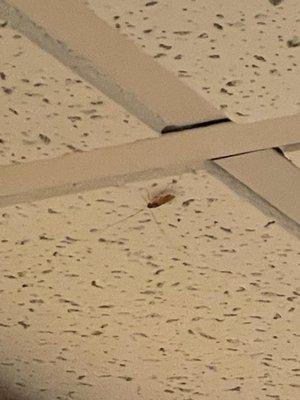 Cockroach on kitchen ceiling