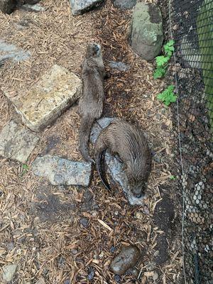 The otters were my favorite to feed! So glad I had an up close experience with them.