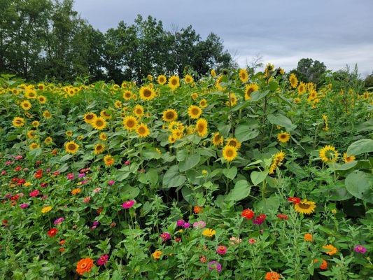 Sunflowers outlined with wildflowers!