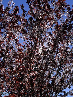 Beautiful flower trees