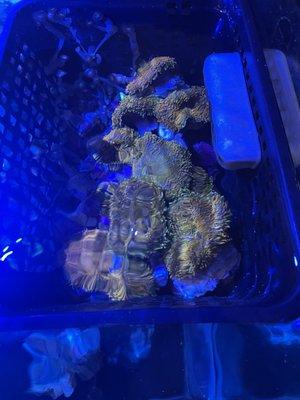 Some coral I brought to sell.