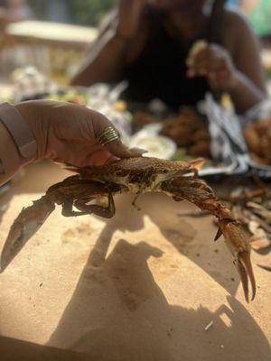 Crabs