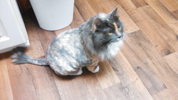 So cute!  I can't stop giggling every time I see my cat now.  I love her haircut.