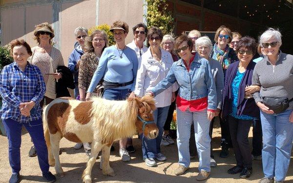 So Cal Mini Horse Sanctuary