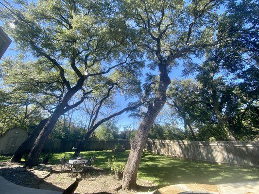 Oak Trees