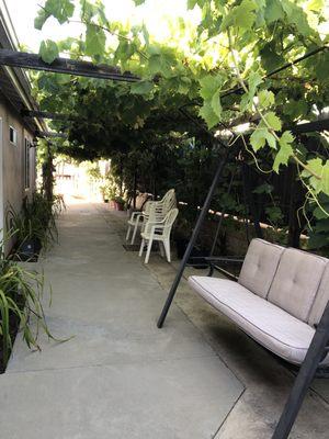 Grape arbor