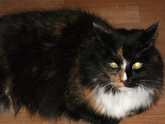 Heidi is a beautiful long hair Tortie Cat.