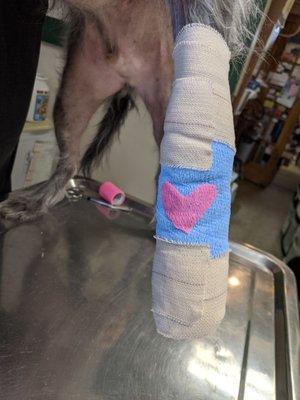 It was Valentine's day and they even cut out a heart to put on his pup bandages. He cracked his toenail on half bc of the cold temp drop.