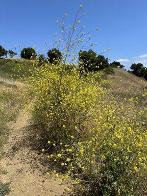 Yellow wildflowers