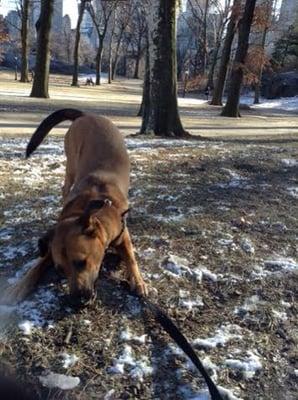 An unexpected treat! A snow covered trip to the park for our pup, and an adorable shot from Julia to our inbox :)