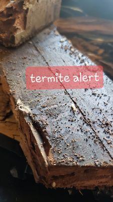 Subterranean Termite worker. Smaller than a magot but can cause a lot of damage in your  home when undetected.