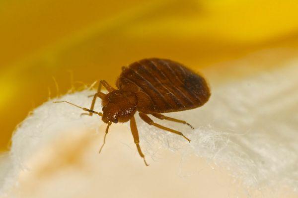 Bed Bugs...Just call us today! (602) 619-9975