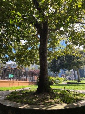 Nice shade for lunch