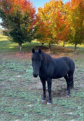 Happy horse beautiful fall colors