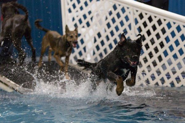 Ready, set, GO! Ginny and Siri! Photo courtesy of James Haga