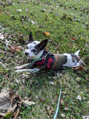 Enjoying the Fall in his sweater and jacket.