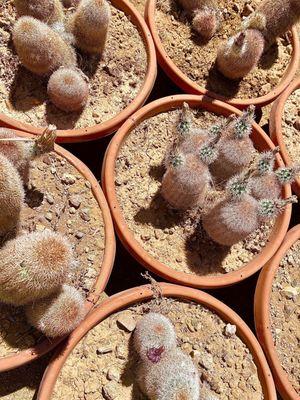 Rainbow hedgehog cacti