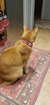 One of the cute collars available in the shop.