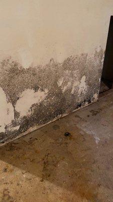 Mold inspection