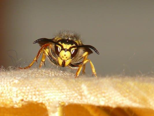 We can remove wasp nests.