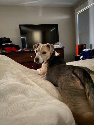 My baby relaxing on our bed.