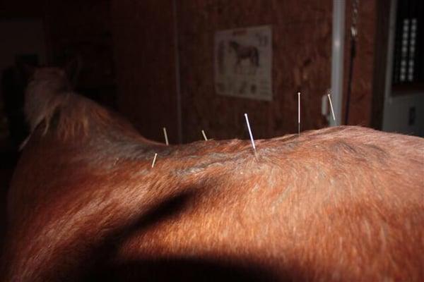 Acupuncture in a horses back