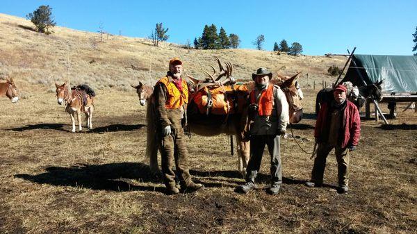 Packing out elk racks on Medicine Lake Outfitter's mule.