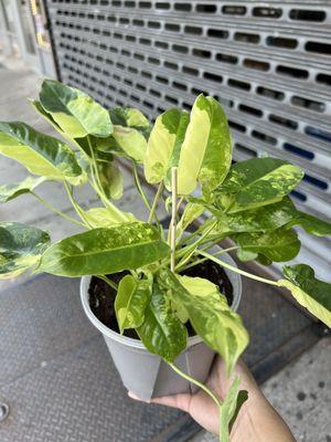 Variegated Burle Marx philodendron