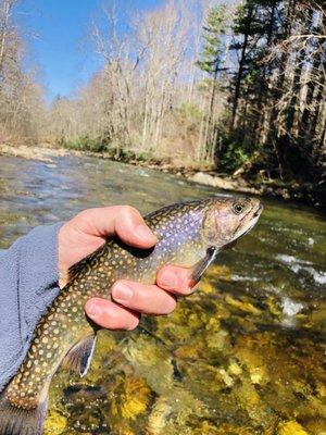 Carolina stocked Brookie!!!