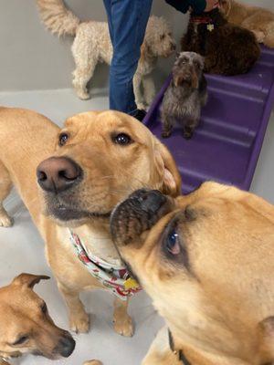 My dog Gracie being sniffed by one of her friends. (Notice an employee loving on a dog in the play room).