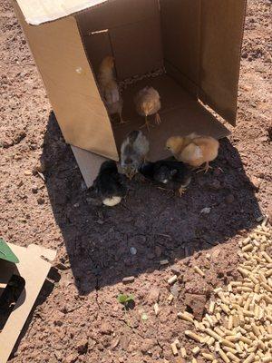 Our baby chicks getting some fresh air/touring there new home before we put them in there heated tote.