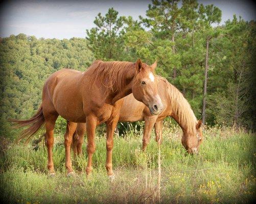 Dixie & Ty of Cherokee Mountain  RIP