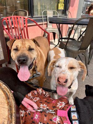 Pups enjoying the patio