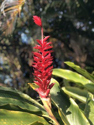 Torch ginger