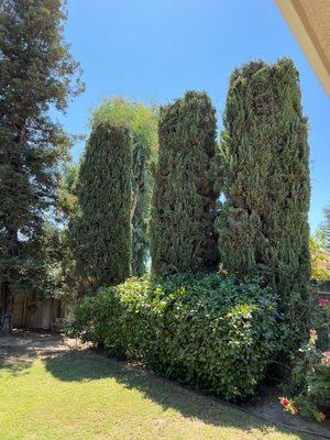 Cypress trees trimmed cut in my backyard