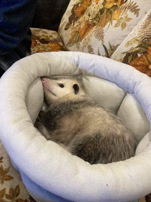 Hazel the Possum