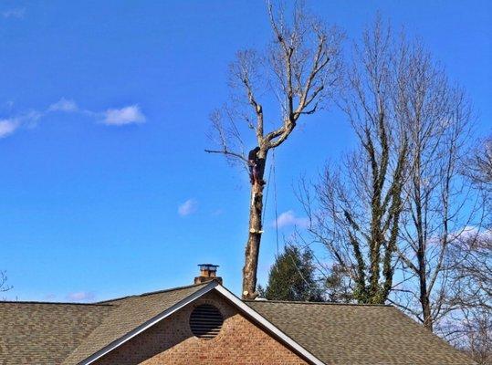 Removal of large diseased tree