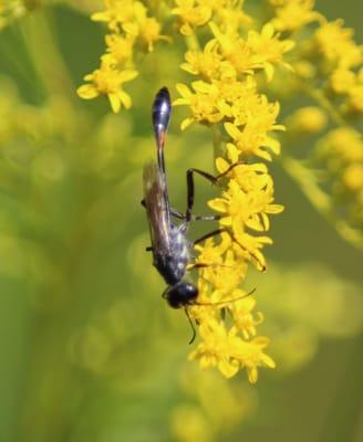 Blue Mud Wasp