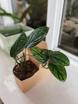 Latest plant baby: Monstera Peru