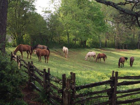 We imprint train our horses. They will cross the pasture to see you.