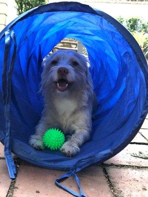 This is Honey, a very happy Claremont Vet patient